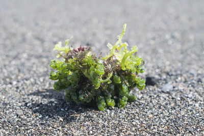 Close-up of flowering plant on road