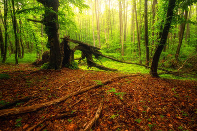 Scenic view of forest