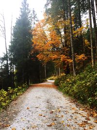 Road passing through forest