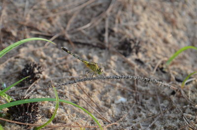 Close-up of insect on plant