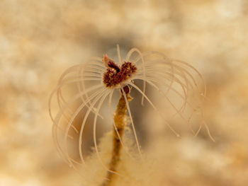 Close-up of dandelion on plant
