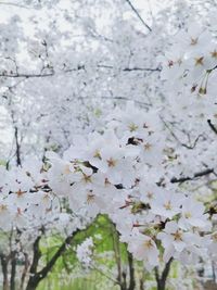 Close-up of white cherry blossoms in spring