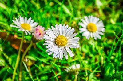 Close-up of fresh flowers blooming in park