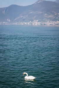 Swan swimming in sea