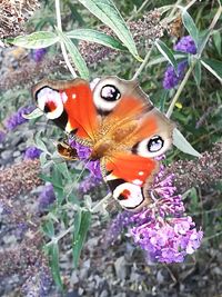 Close-up of butterfly pollinating on purple flower