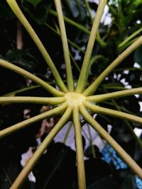 Close-up of fresh green plant