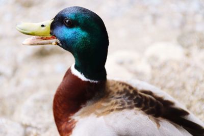 Close-up of a duck