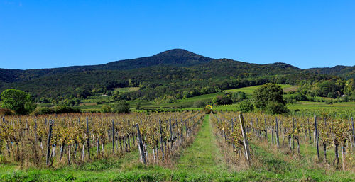 Scenic view of field against clear blue sky