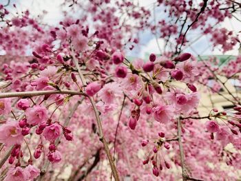 Close-up of pink cherry blossoms in spring against building facade in background 