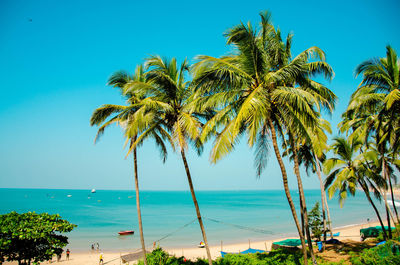 Palm trees on beach against blue sky