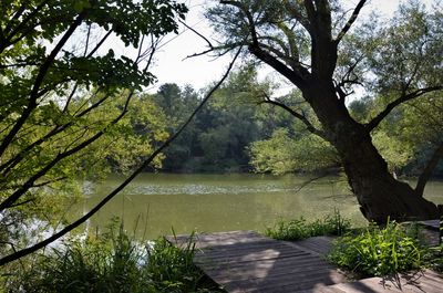 Scenic view of lake in forest