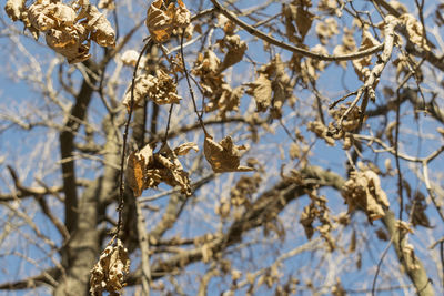 Low angle view of fresh flower tree against sky