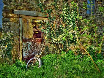 Plants growing in front of built structure