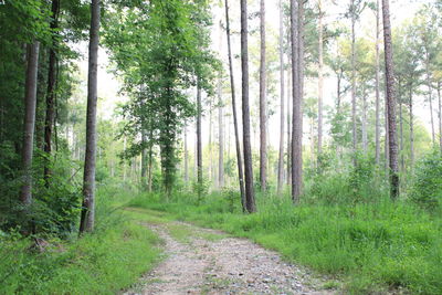 Footpath amidst trees in forest