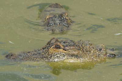 Close-up of turtle swimming in river