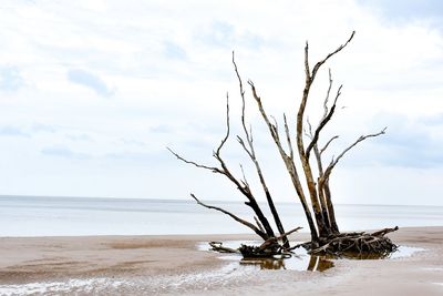 Bare tree on beach against sky