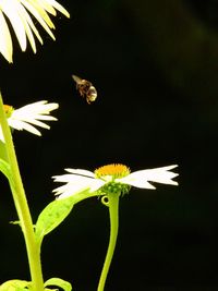 Close-up of bee pollinating flower against black background