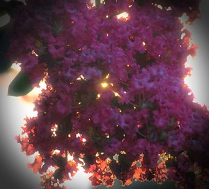 Close-up of flower tree against sky