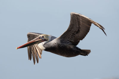 Low angle view of bird flying in sky