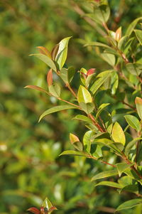 Close-up of fresh green plant
