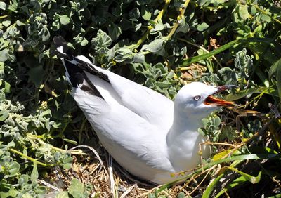 Close-up of seagull in nest