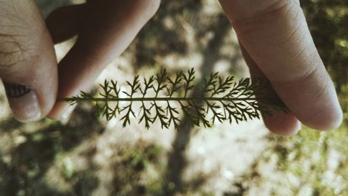 Close-up of person holding hands