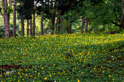 Scenic view of flowering plants in forest