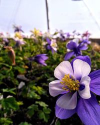 Close-up of purple flowering plants on field