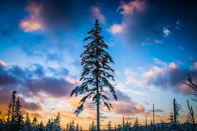 Silhouette of tree against sky at sunset