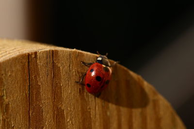 Close-up of ladybug on wood