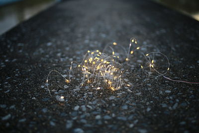 High angle view of plants growing on field