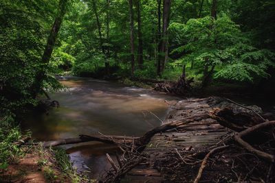 Stream flowing amidst trees in forest