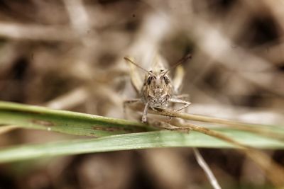 Close-up of insect