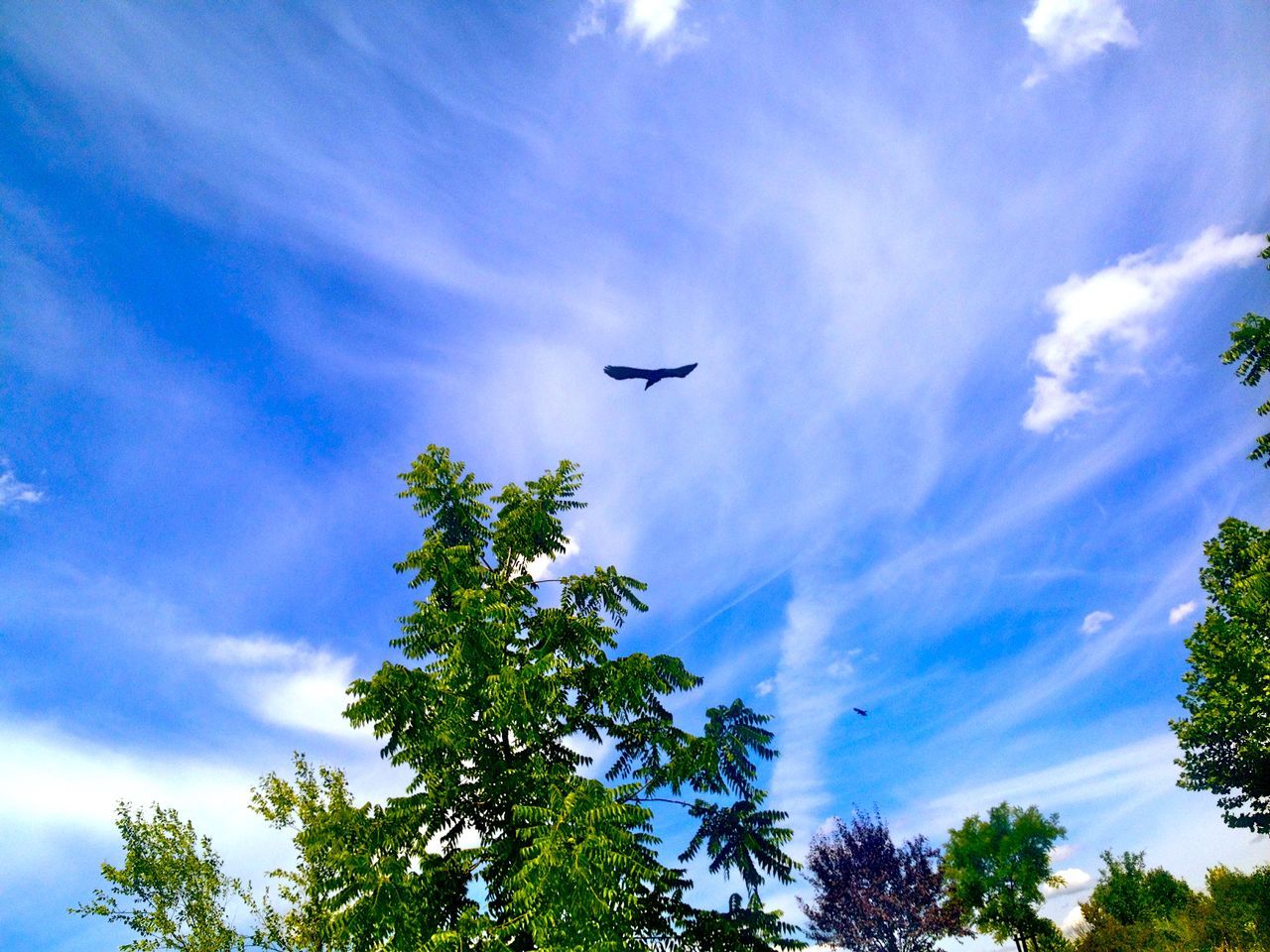 LOW ANGLE VIEW OF SILHOUETTE TREE AGAINST BLUE SKY