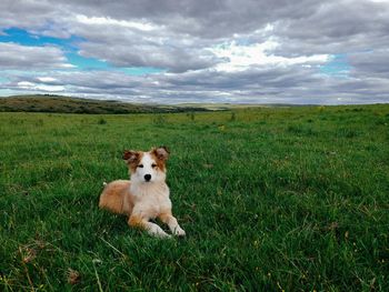 Dog lying on grass