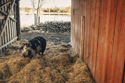 Pig walking on straw in barn