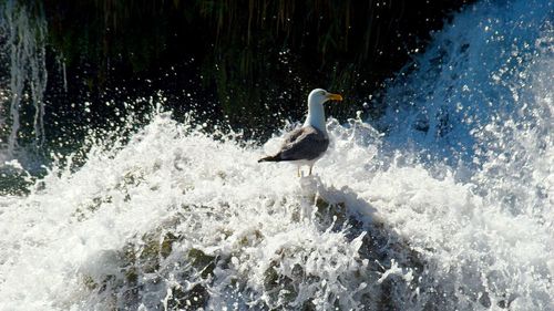 View of bird in lake