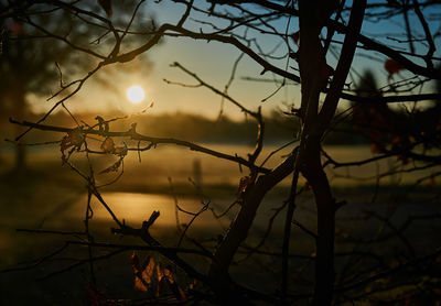 Close-up of silhouette tree against sky during sunset