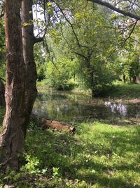 Scenic view of lake in forest