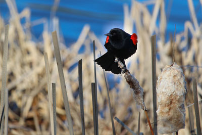 Close-up of bird perching on a field