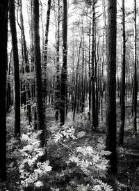 Trees growing in forest