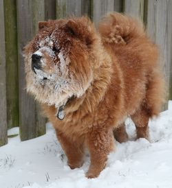 View of a dog on snow