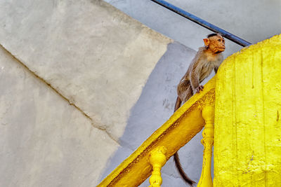 Low angle view of infant monkey on railing