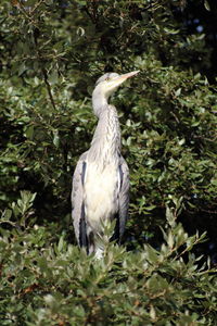 Gray heron perching on tree