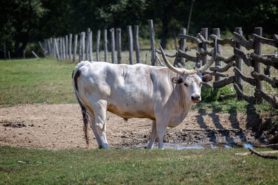 Cow standing on field