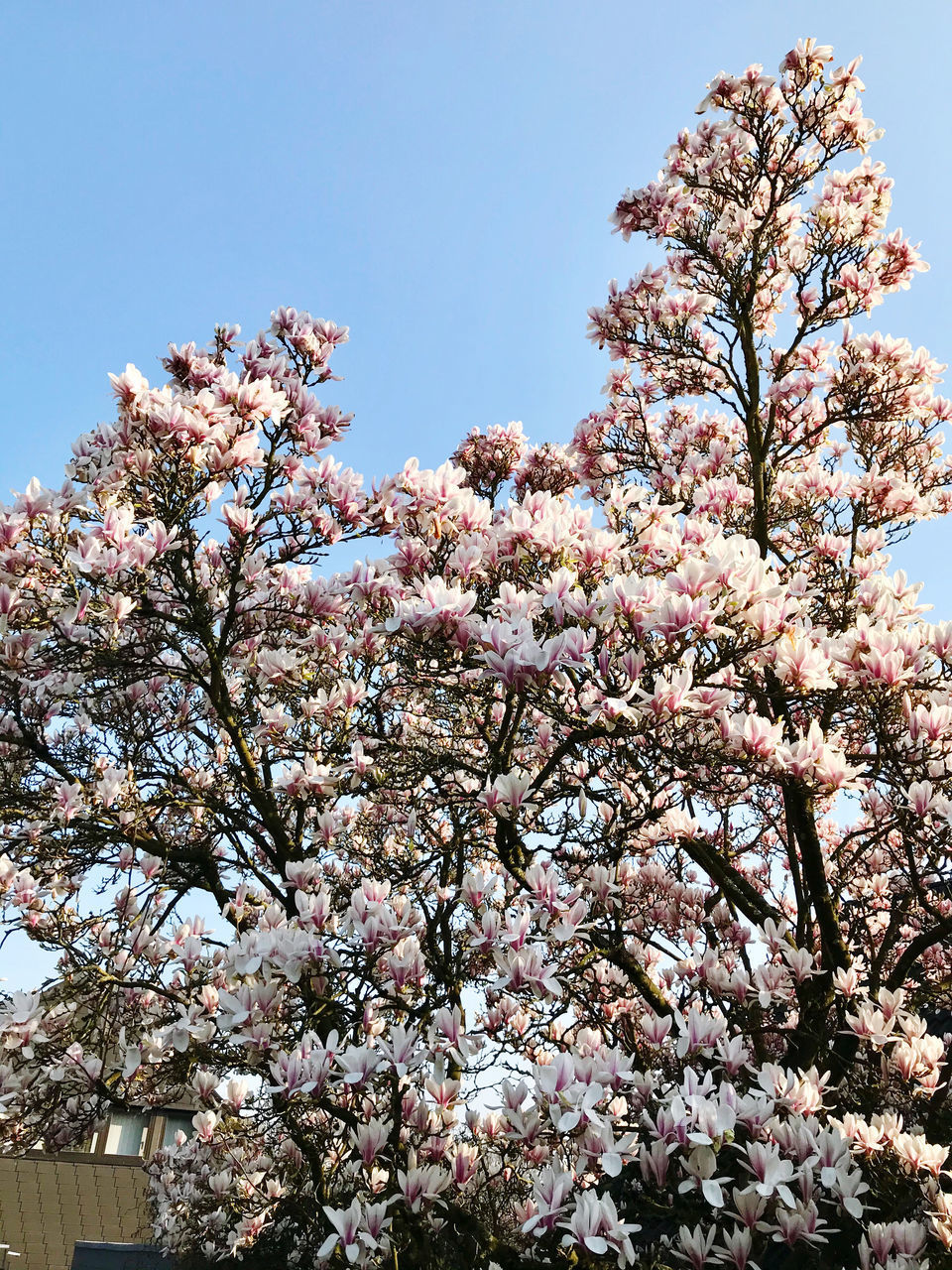 LOW ANGLE VIEW OF FLOWERING TREE AGAINST SKY