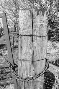 Close-up of tree trunk against old wall
