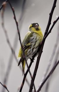 Close-up of bird perching on branch