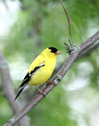 Close-up of bird perching on tree