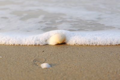 Close-up of white animal on beach